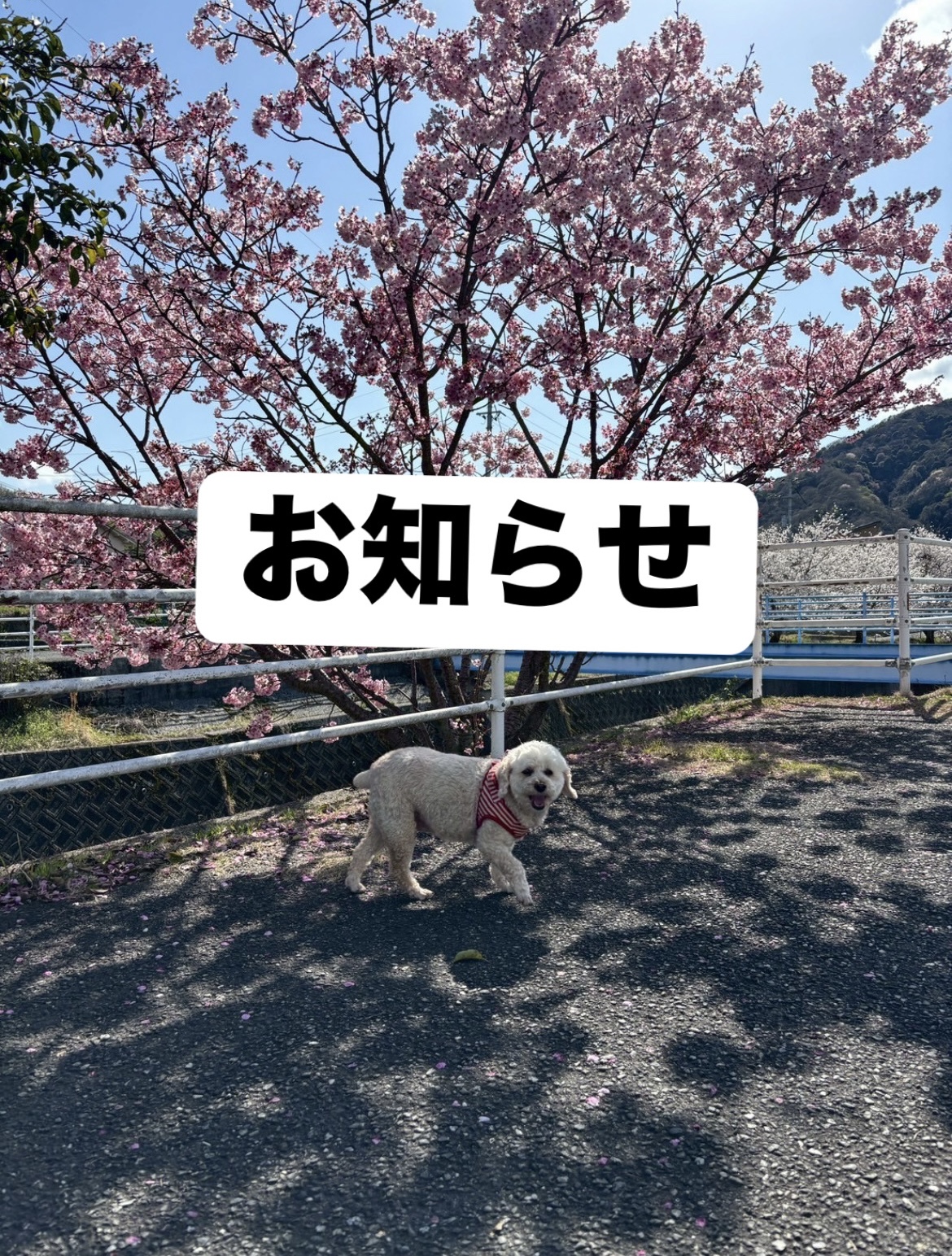 ご新規様についてのお知らせです。