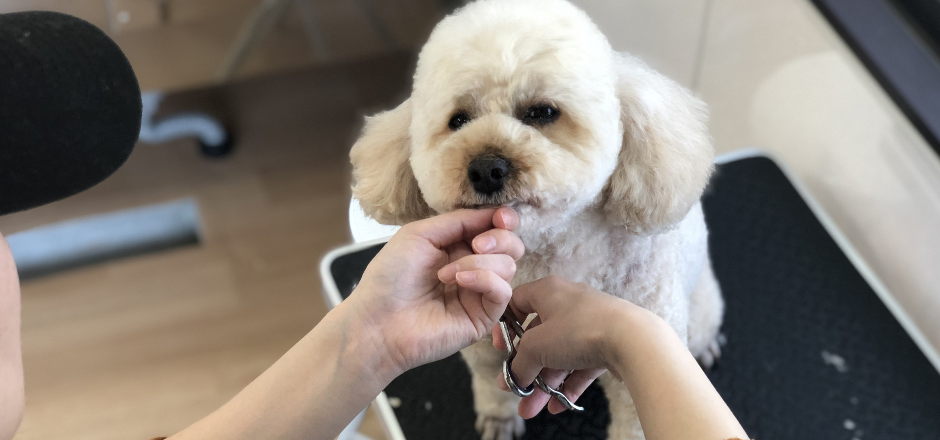 dog salon YUZU