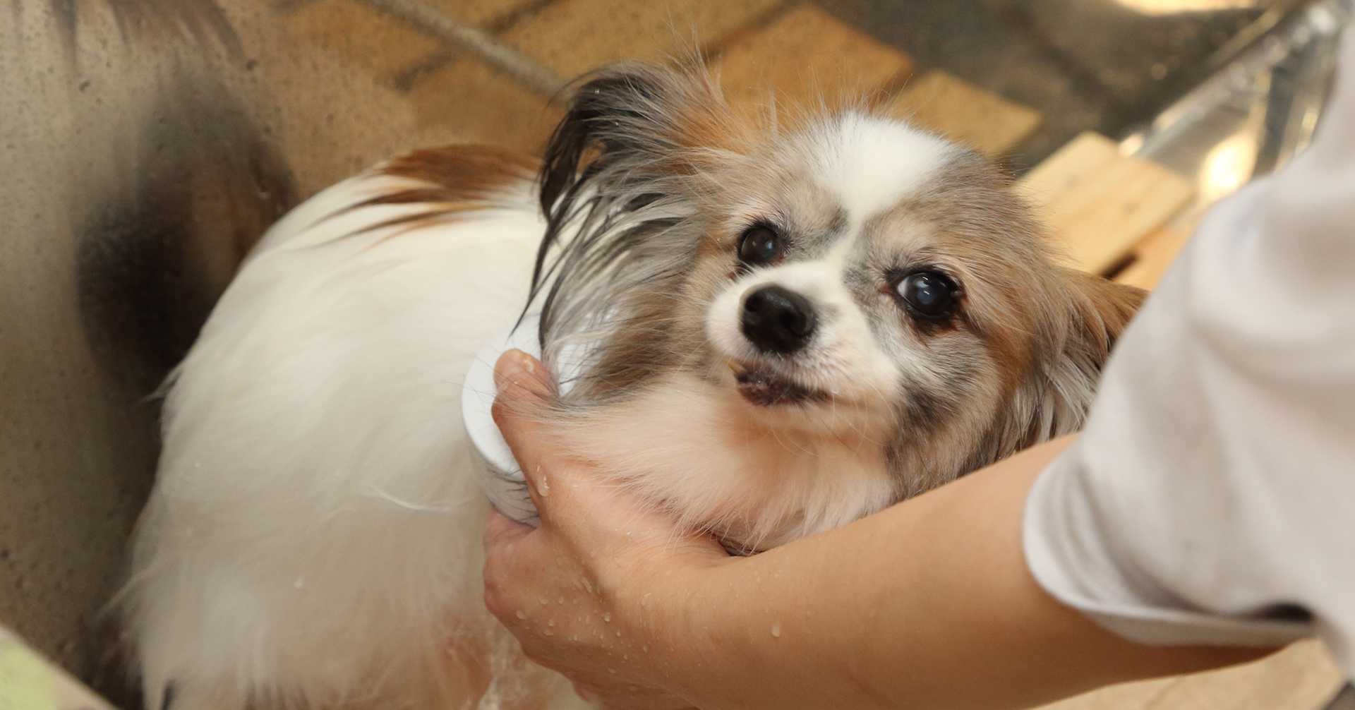 dog salon YUZU